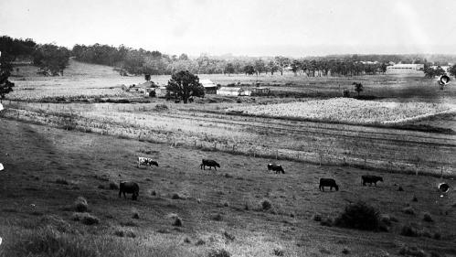 Orange grove farm with view of Turpentine tree in 1950's.  Source https://www.flickr.com/photos/uowarchives/6243043494/in/album-72157627787997885/