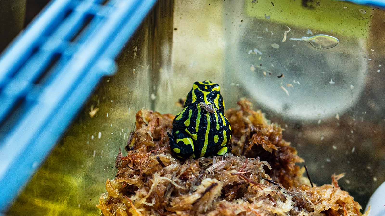 A small, brightly coloured Corroboree frog with vivid yellow and black stripes sits on a bed of damp moss inside a glass enclosure.