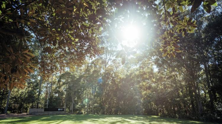 Sun shining through trees at UOW campus