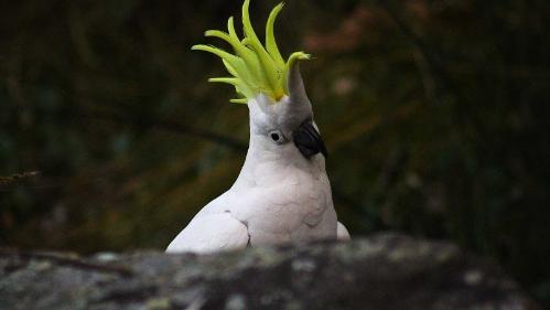 Cockatoo