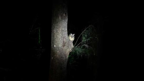 Brushtail Possum at Wollongong campus