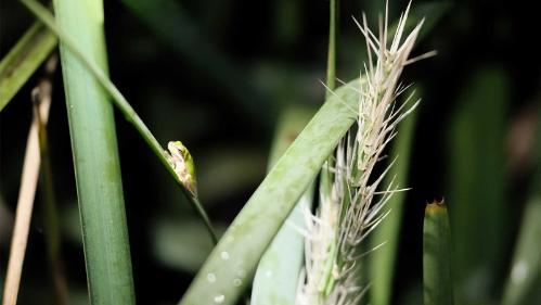 Eastern Dwarf Tree frog (Litoria Fallax)  at UOW Wollongong campus duckpond