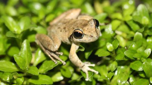 Critically endangered Booroolong frog (Litoria booroolongensis)