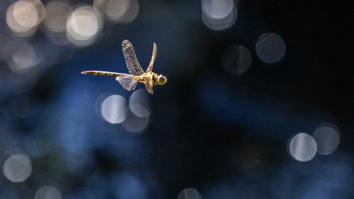 dragonfly mid flight