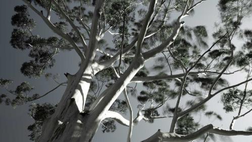 image of tree canopy