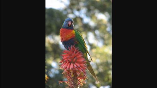 rainbow lorikeet