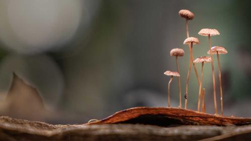 Mushrooms