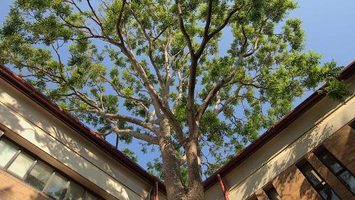 Tree in Building 18 courtyard