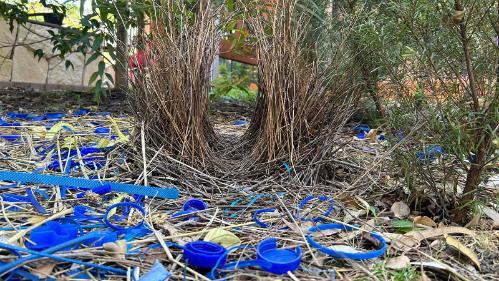 Satin Bowerbird bower