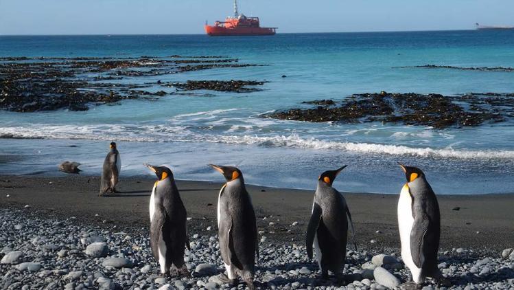 Aurora Australis is anchored offshore, in teh foreground are 5 fiary penguins standing tall