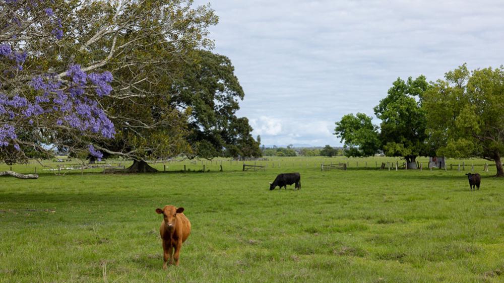 3 cows are on a green field. One brown cow is facing ahead. Large trees are in the distance.