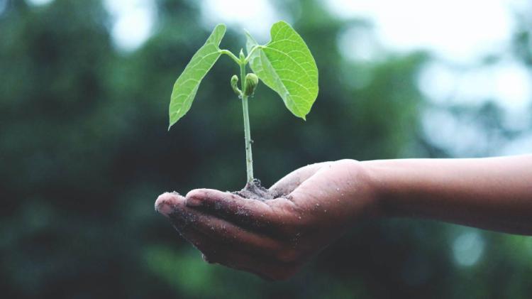 Human hand holding a seedling