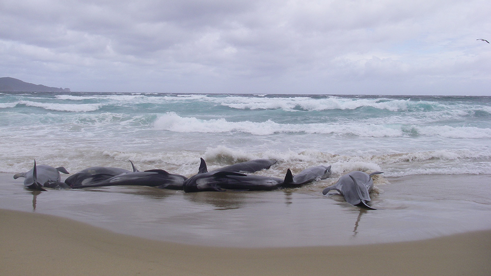 Mass stranding of pilot whales, New Zealand. Photo by Cetacean Ecology Research Group, Massey University.