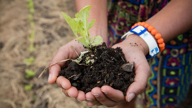 A new small green plant on a soil pile in held by a person with their hands