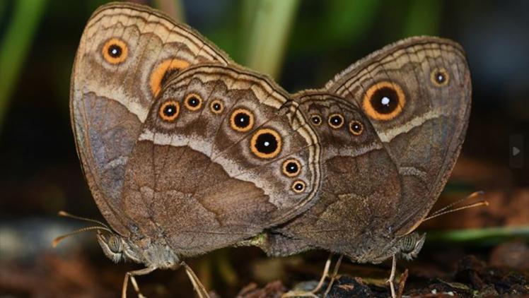 Side view of a brown butterfly with black spots with orange outlines.