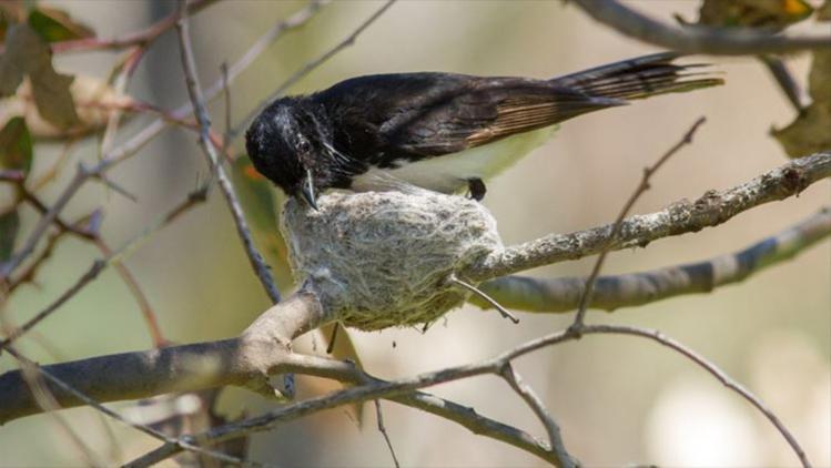 A bird is on a tree branch picking at a nest