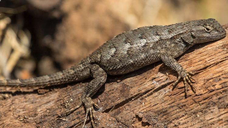 Brown lizard laying on a log.