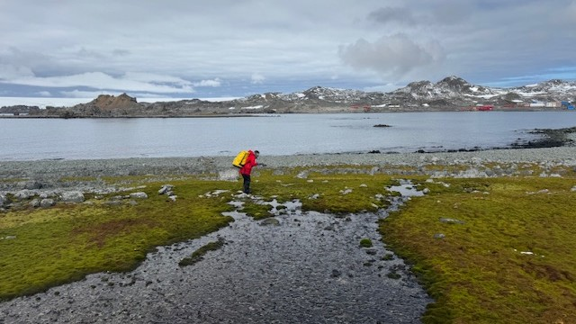 UOW researcher Dr Mel Waterman samples moss on Ardley Island with Great Wall Station in the background during a trip to Antarctica. Photo: Sharon Robinson