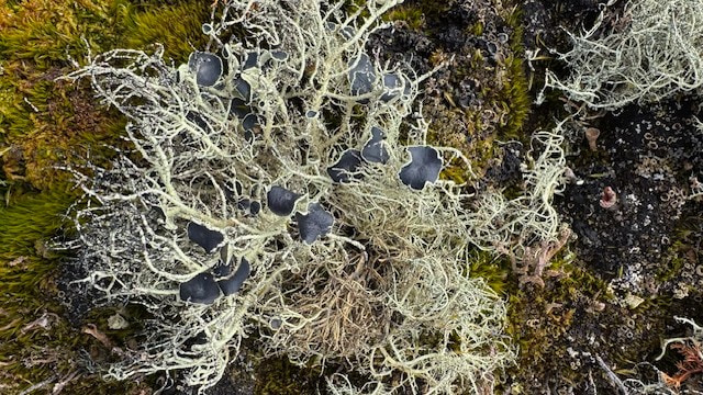 Lichen fruiting bodies on a moss bed in Antarctica. Photo: Sharon Robinson