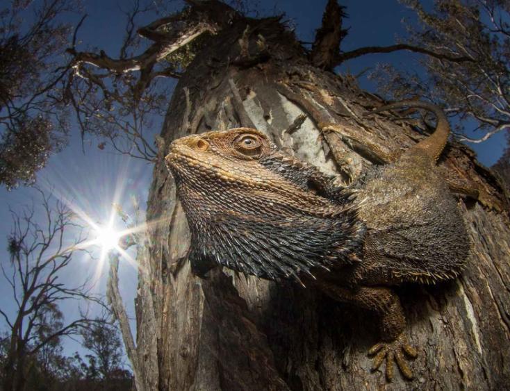 A bearded dragon basking under the hot Canberra sun in its eucalypt woodland habitat has been awarded Overall Winner in the British Ecological Society’s annual photography competition, ‘Capturing Ecology’. Photo: Damien Esquerre