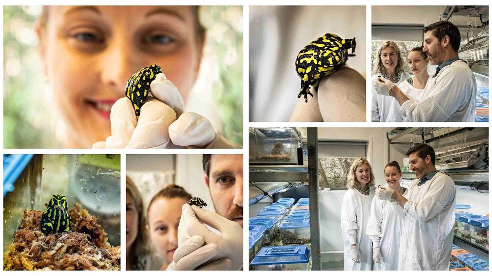 Collage of images of researchers Professor Sharon Robinson, Associate Professor Phillip Byrne and Dr Aimee Silla in the lab with southern corroboree frogs.
